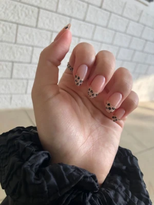Leopard Frenchies